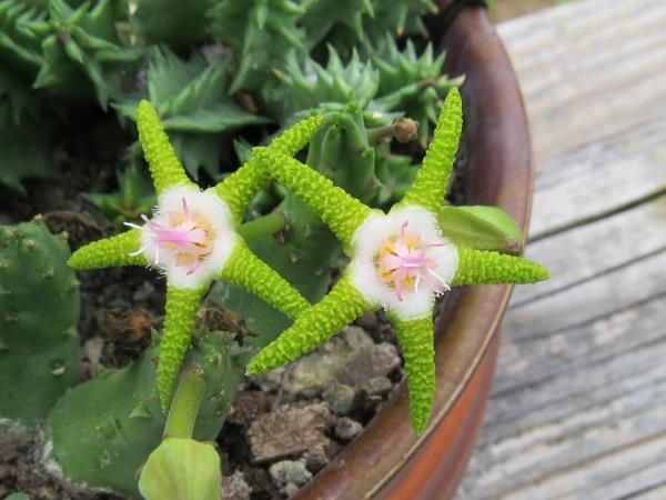 http://www.cloudjungle.com/cloudjungle/Asclepiadaceae/Stapelia/stapelia flavopurpurea flower 2 open.jpg